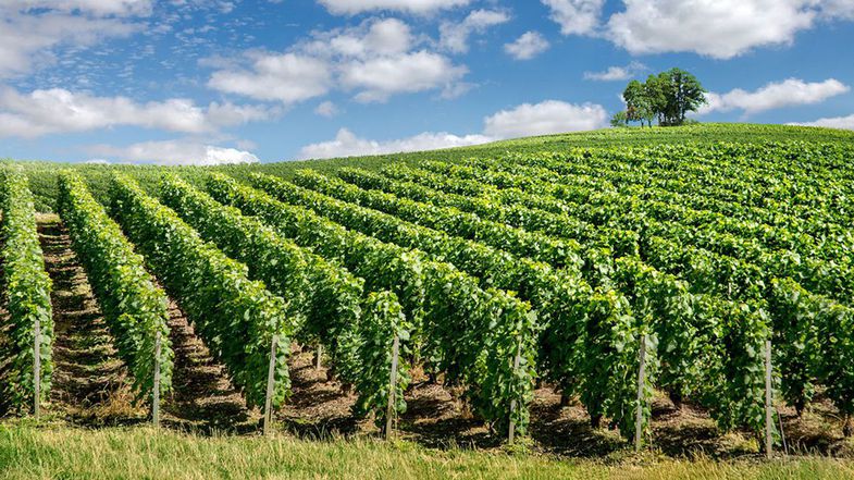 Vignes -
